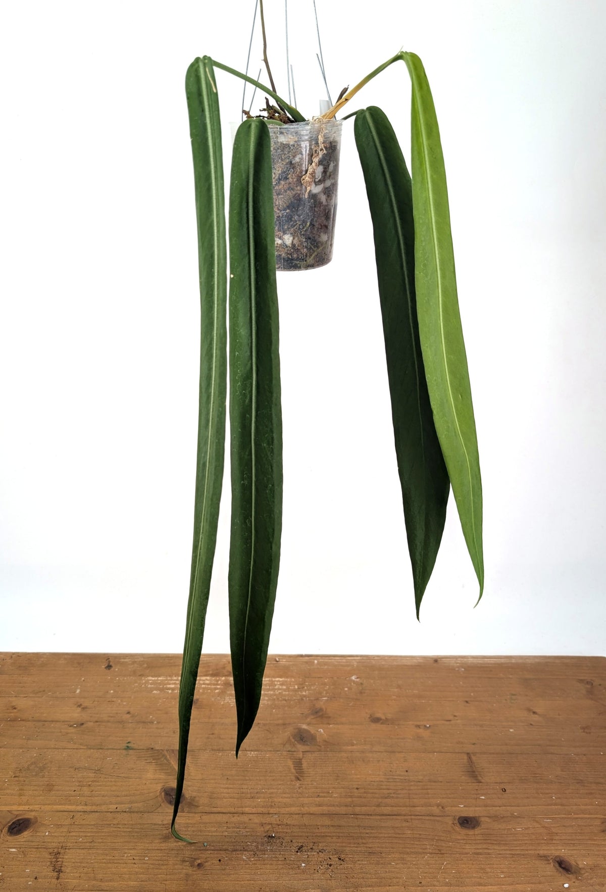 Anthurium Pallidiflorum - Leave Size 18+" - Exact XL Plant #26B