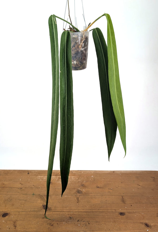 Anthurium Pallidiflorum - Leave Size 18+" - Exact XL Plant #26B