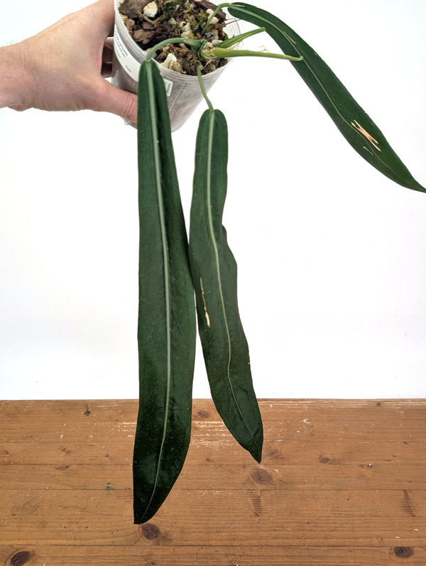 Anthurium Pallidiflorum - Leave Size 16+" - Exact XL Plant #26D