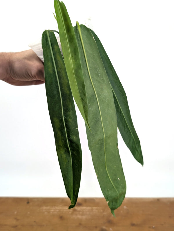 Anthurium Pallidiflorum - Leave Size 12+" - Exact XL Plant #26E
