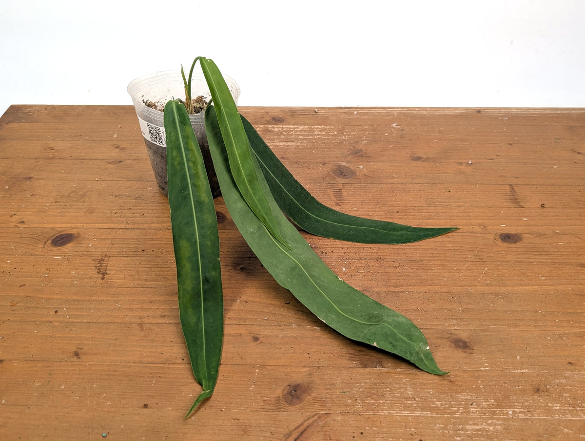 Anthurium Pallidiflorum - Leave Size 12+" - Exact XL Plant #26E
