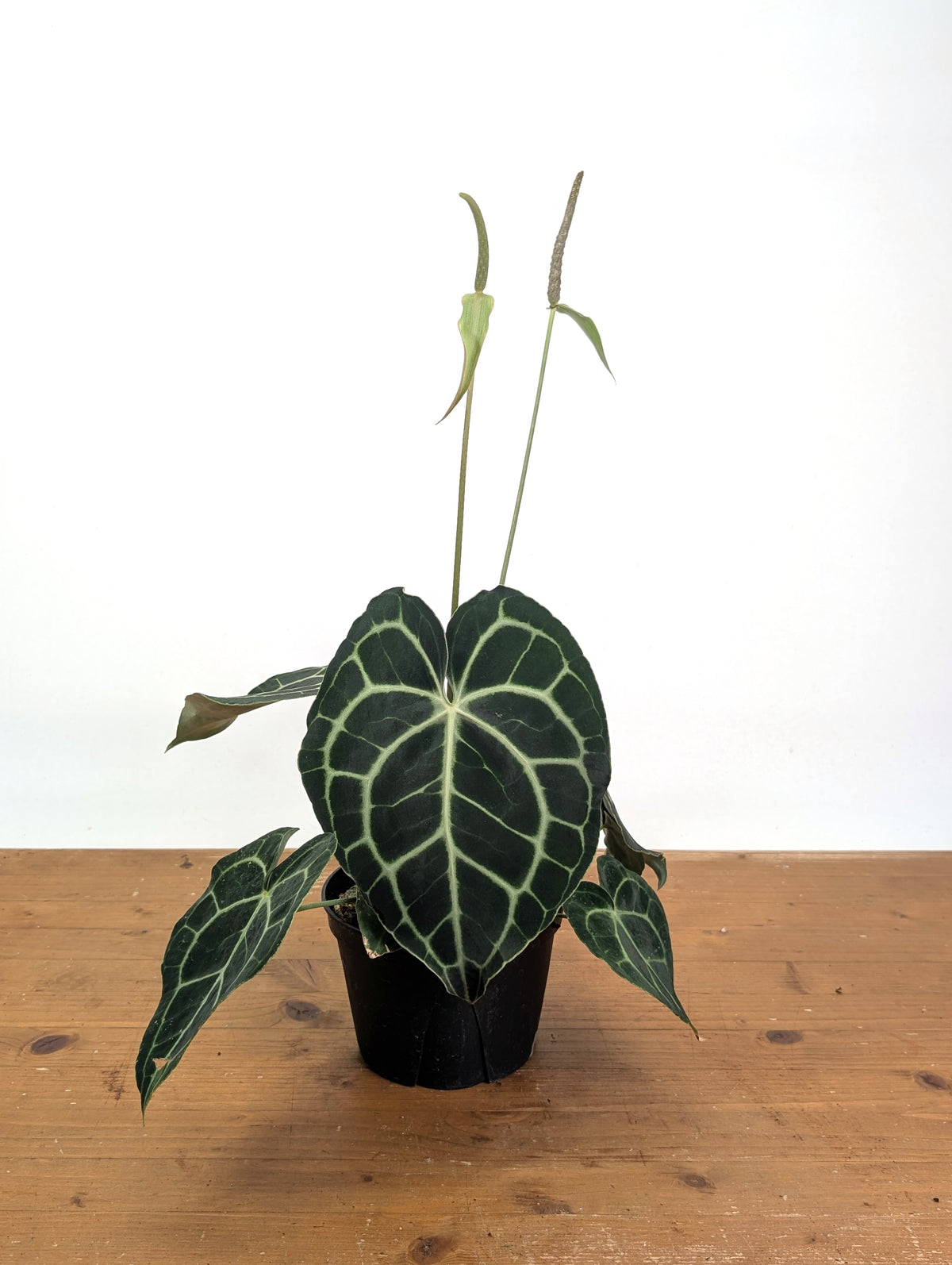 Anthurium Clarinervium Seed Grown Open-Pollinated Hybrids