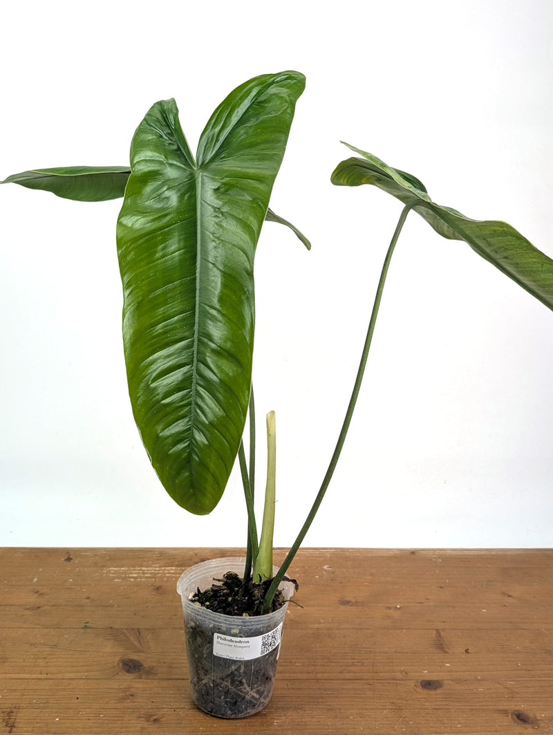 Philodendron Sharoniae Mosquera - XL - Exact Plant #26A