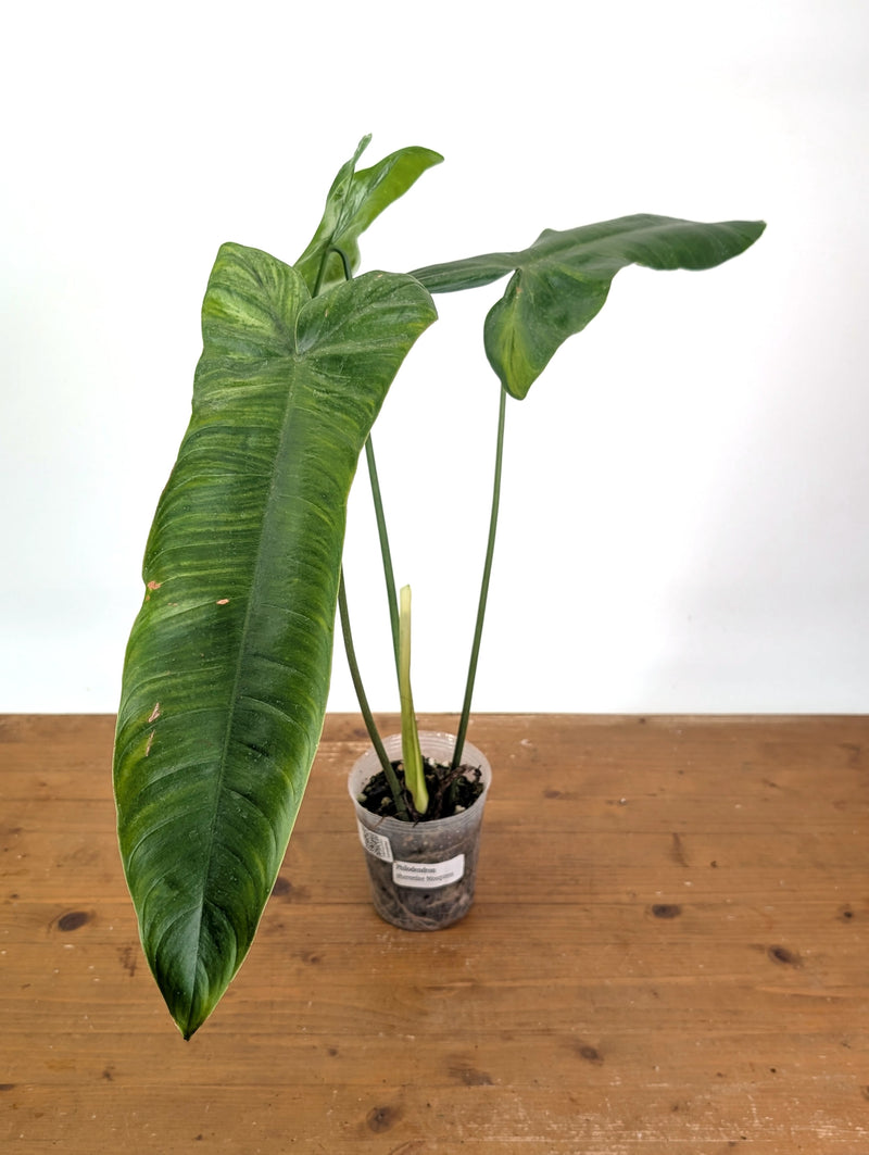 Philodendron Sharoniae Mosquera - XL - Exact Plant #26A