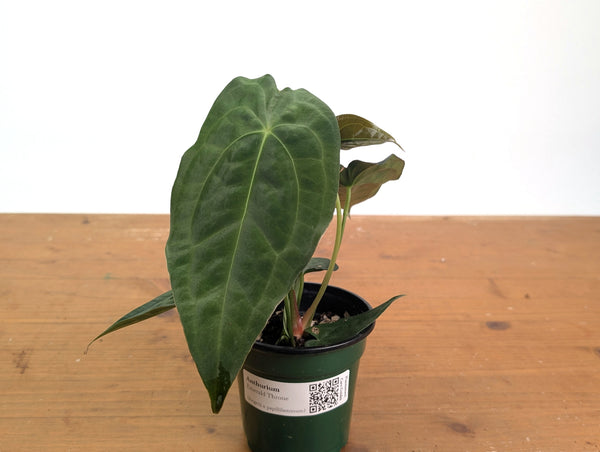 Anthurium Emerald Throne - (A. forgetii x papillilaminum)
