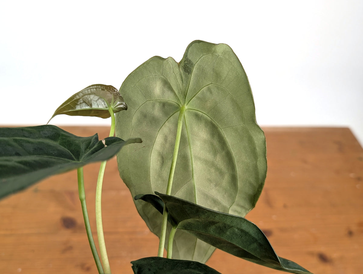 Anthurium Emerald Throne - (A. forgetii x papillilaminum)