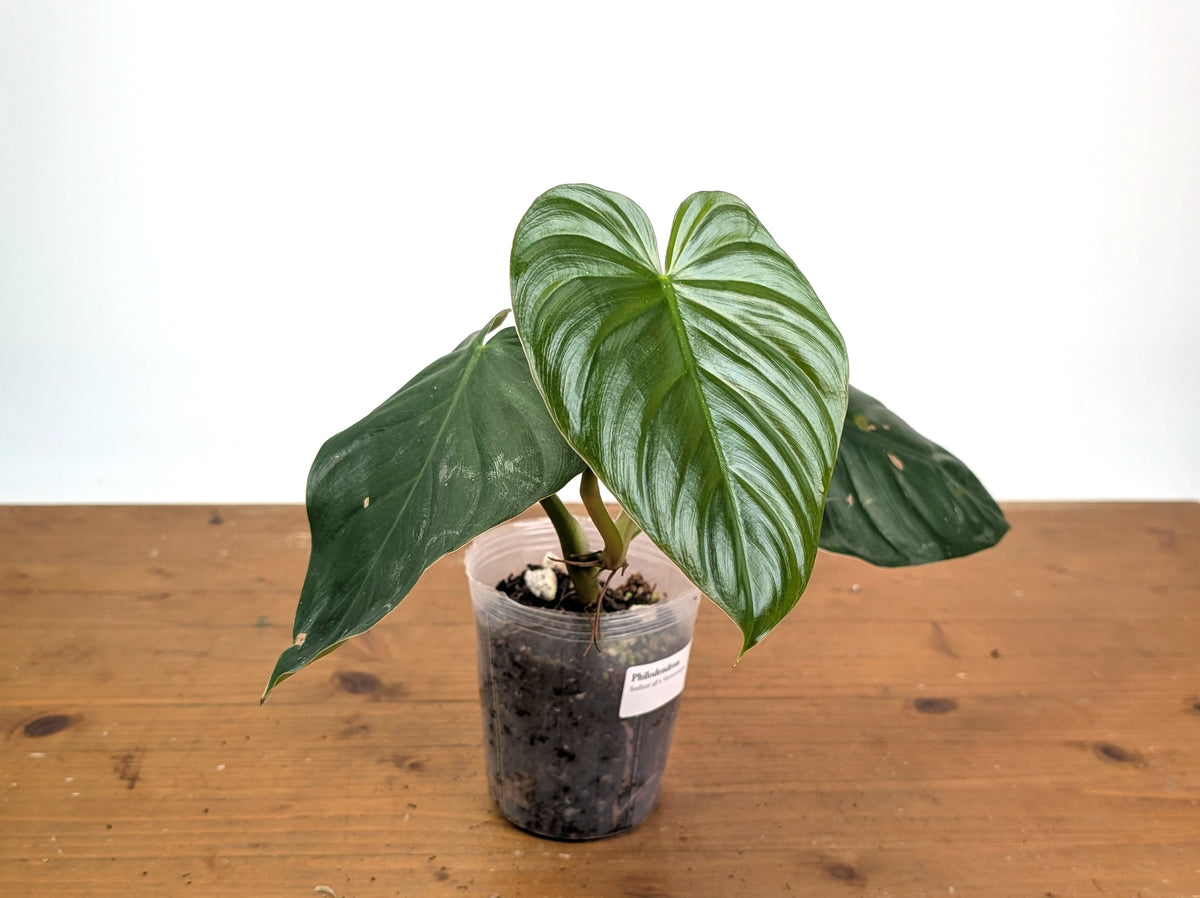 Philodendron Sodiroi aff x Verrucosum 2
