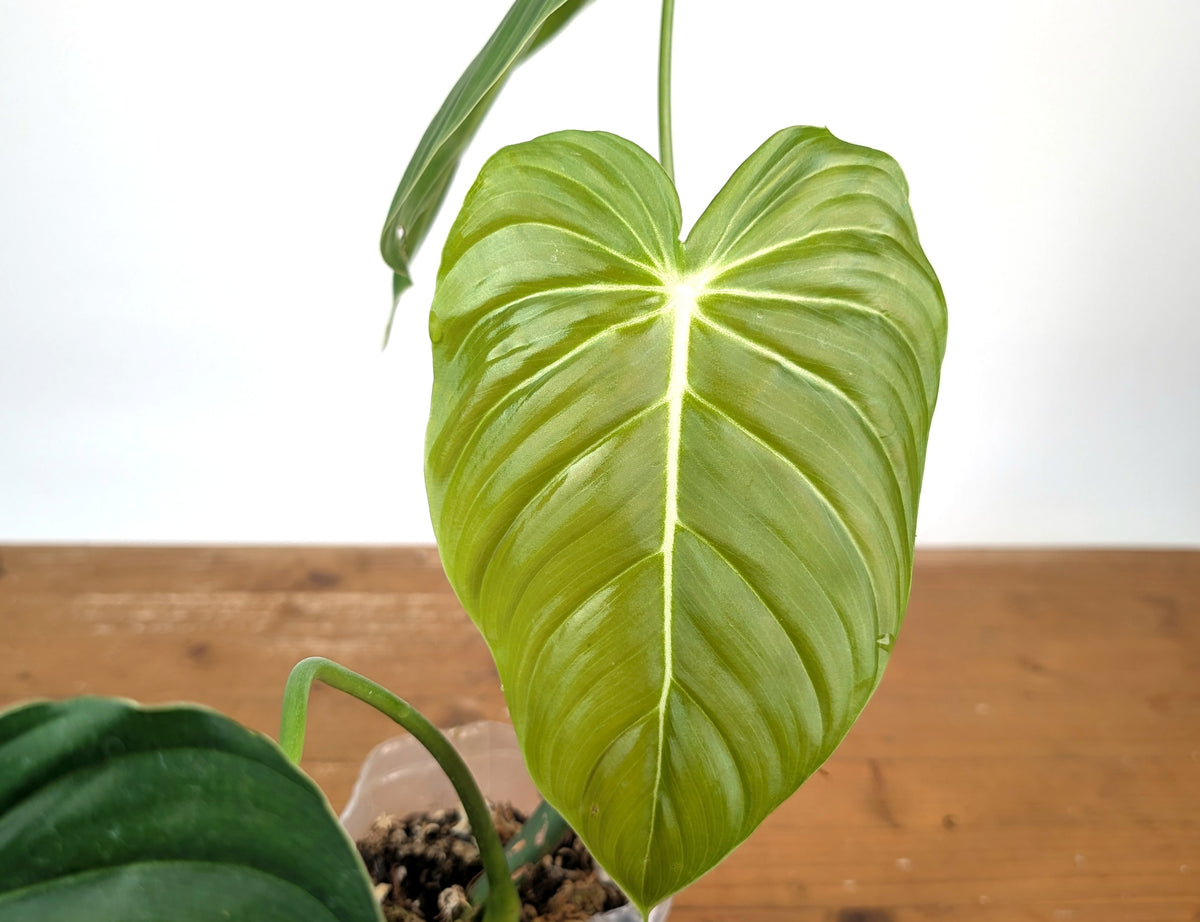 Philodendron Pastazanum x Melanochrysum