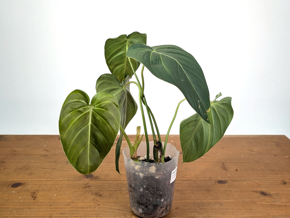 Philodendron Pastazanum x Melanochrysum