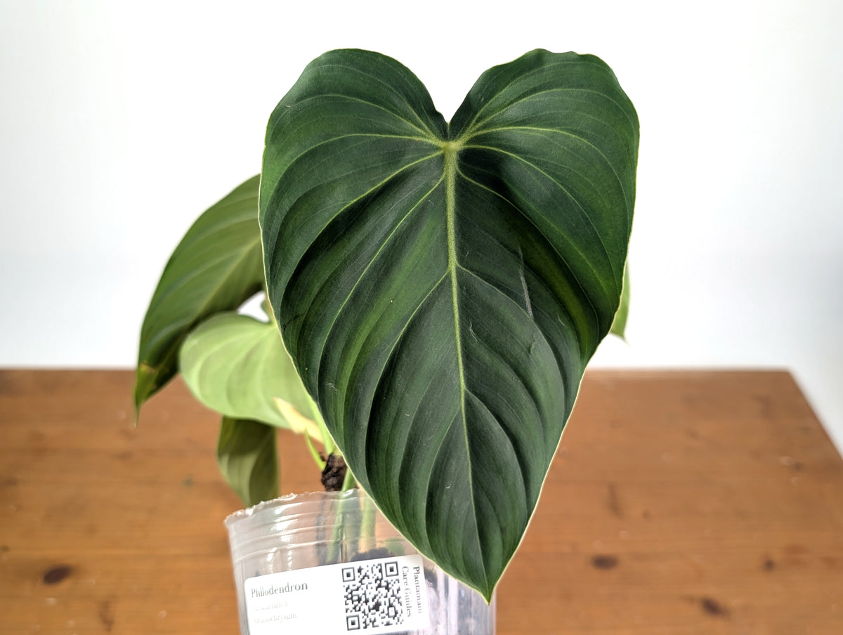 Philodendron Pastazanum x Melanochrysum
