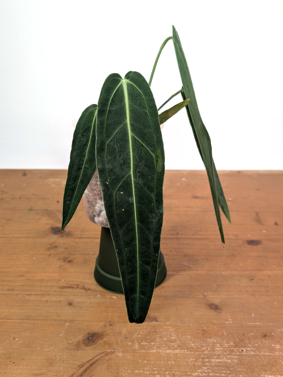 Anthurium Warocqueanum 'Queen' - Exact Dark Narrow Plant 4" Pot (#26A)