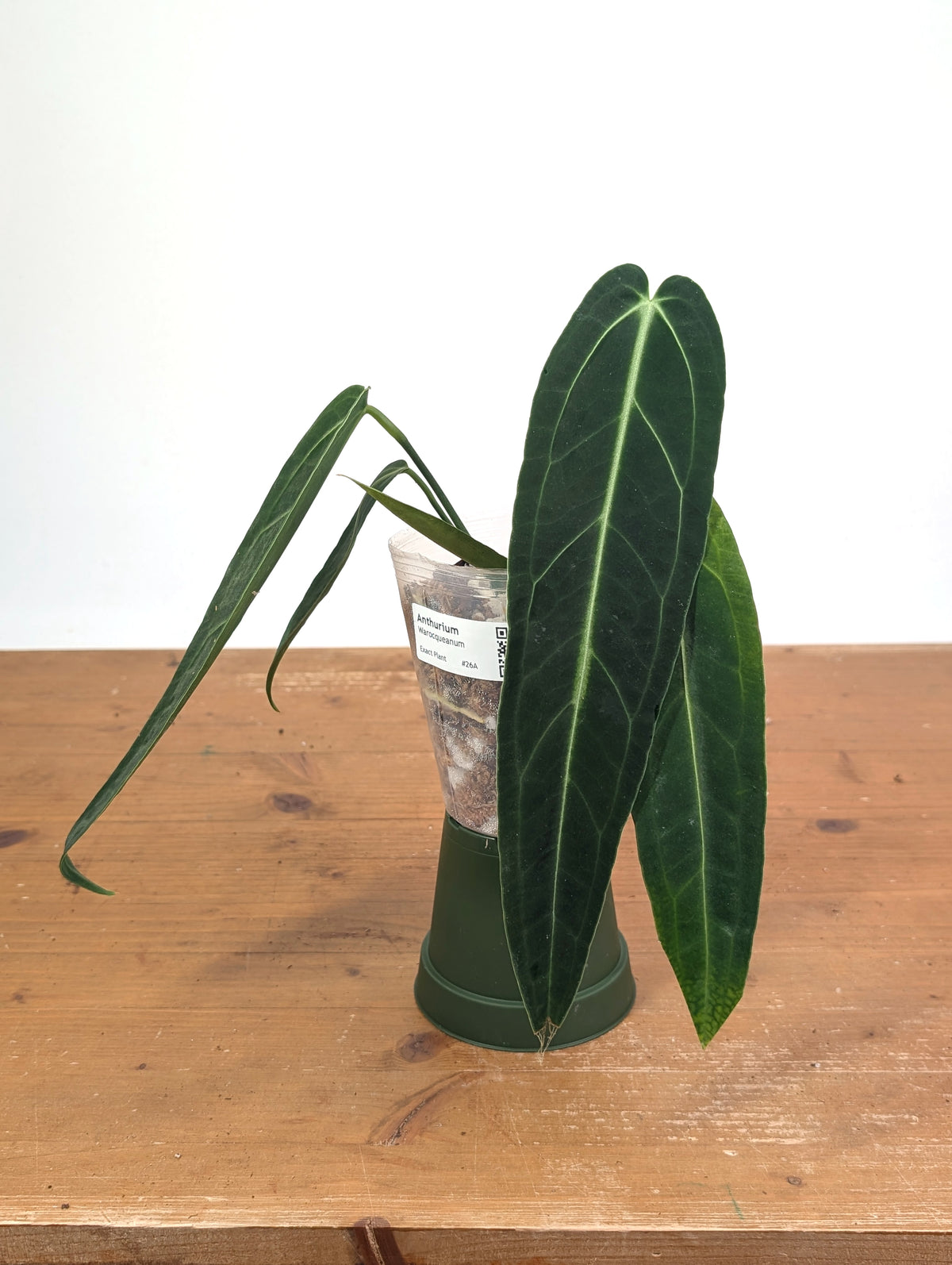 Anthurium Warocqueanum 'Queen' - Exact Dark Narrow Plant 4" Pot (#26A)