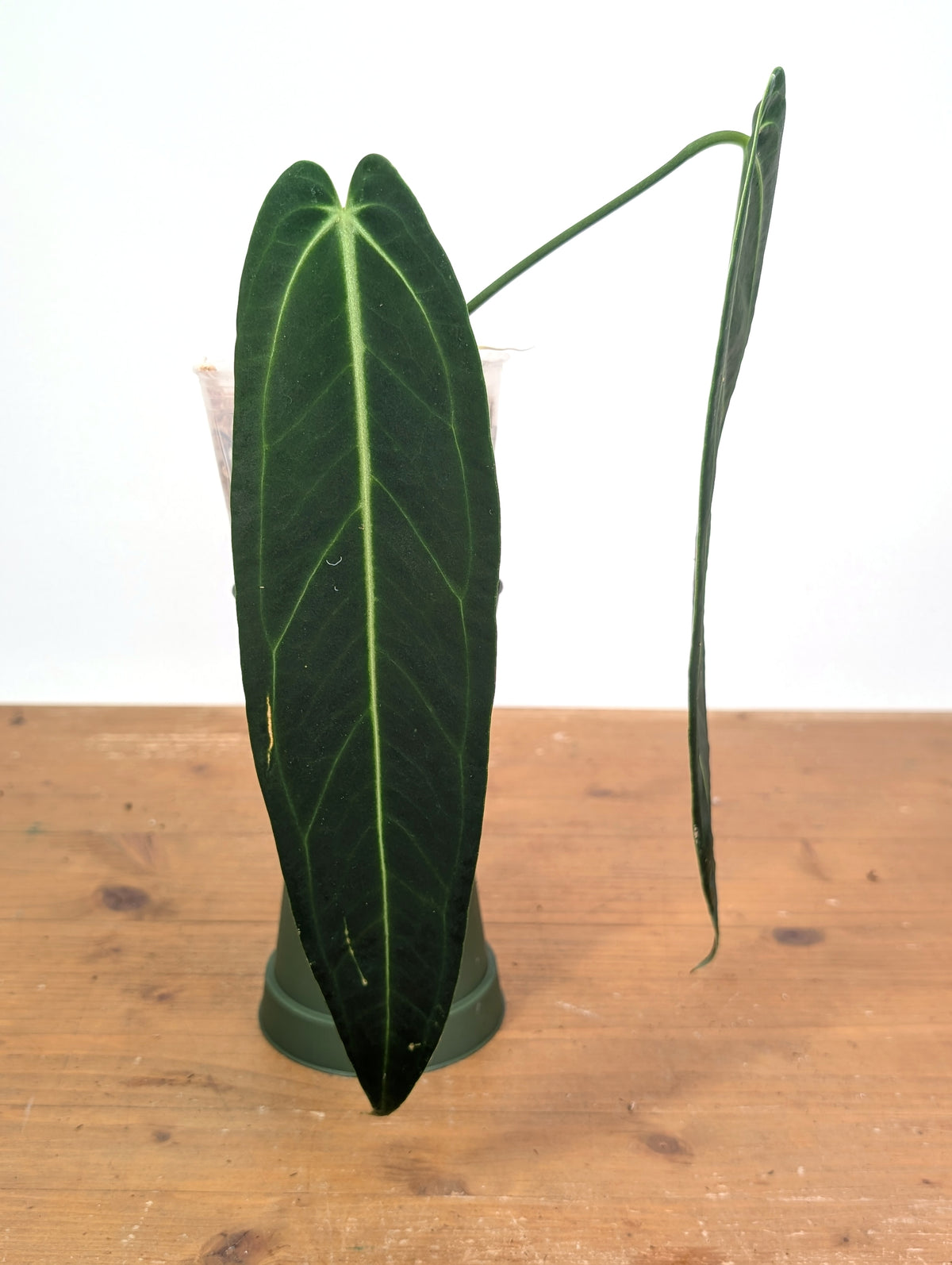 Anthurium Warocqueanum 'Queen' - Exact Dark Narrow Plant 4" Pot (#26B)