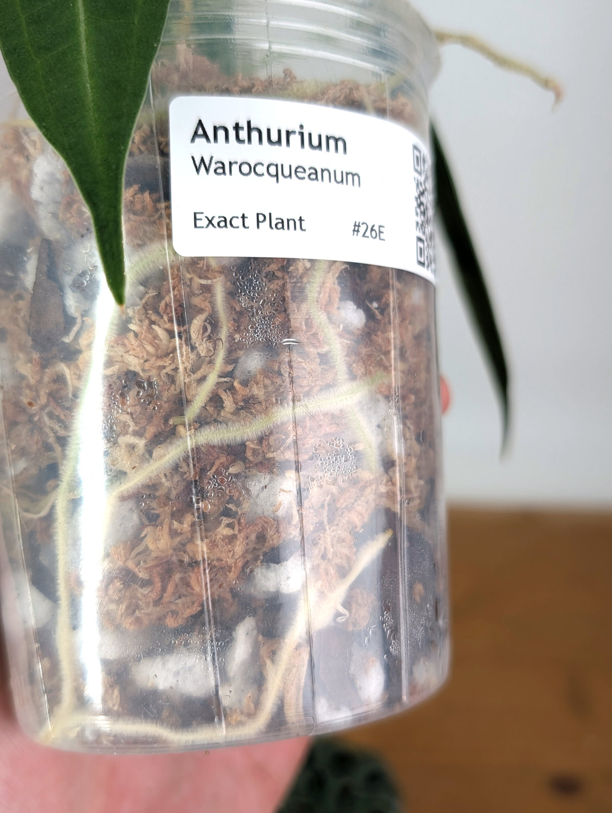 Anthurium Warocqueanum 'Queen' - Exact Dark Narrow Plant 4" Pot (#26E)