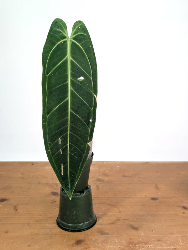 Anthurium Warocqueanum 'Queen' - Exact Plant Single Leaf 4" Pot (#26G)
