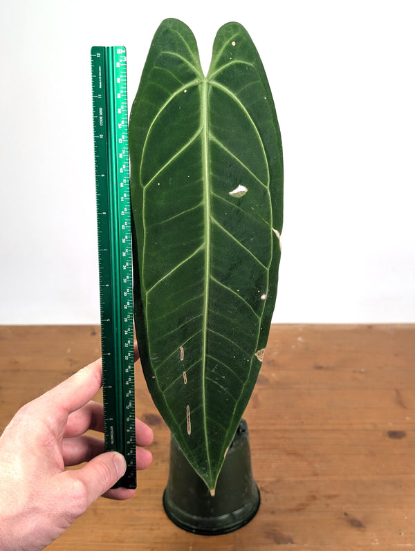 Anthurium Warocqueanum 'Queen' - Exact Plant Single Leaf 4" Pot (#26G)