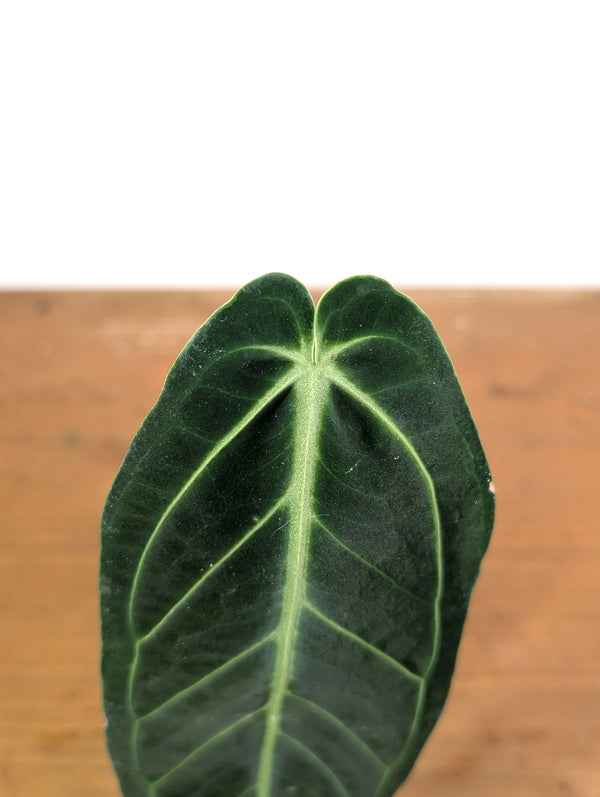 Anthurium Warocqueanum 'Queen' - Exact Plant Single Leaf 4" Pot (#26H)