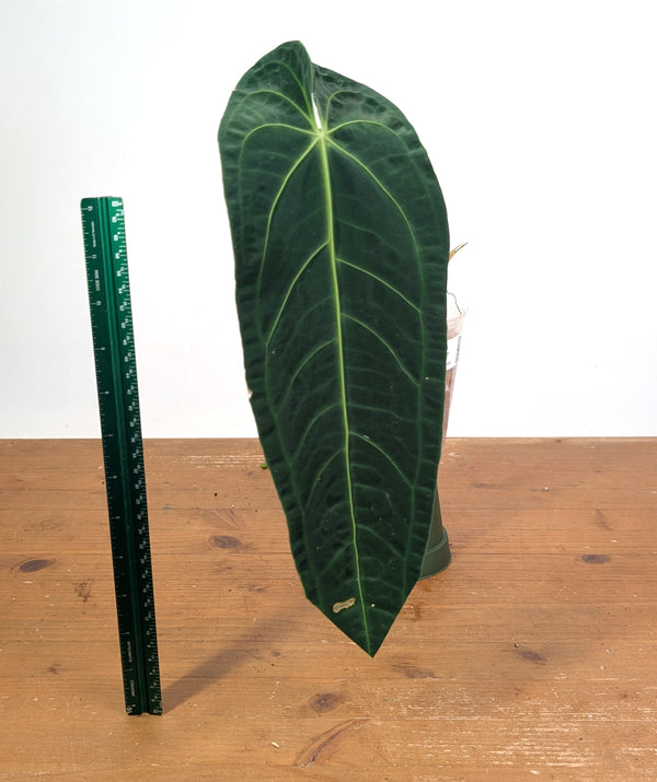 Anthurium Warocqueanum 'Queen' - Exact Plant Narrow Dark 4" Pot (#26J)