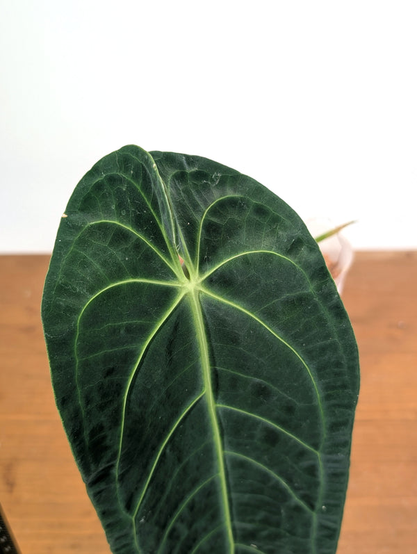Anthurium Warocqueanum 'Queen' - Exact Plant Narrow Dark 4" Pot (#26J)