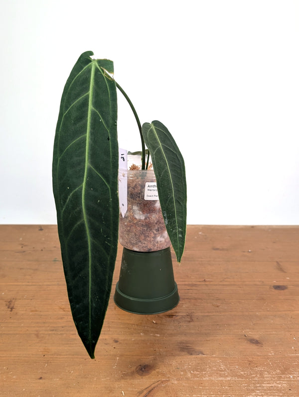 Anthurium Warocqueanum 'Queen' - Exact Plant Narrow Dark 4" Pot (#26K)