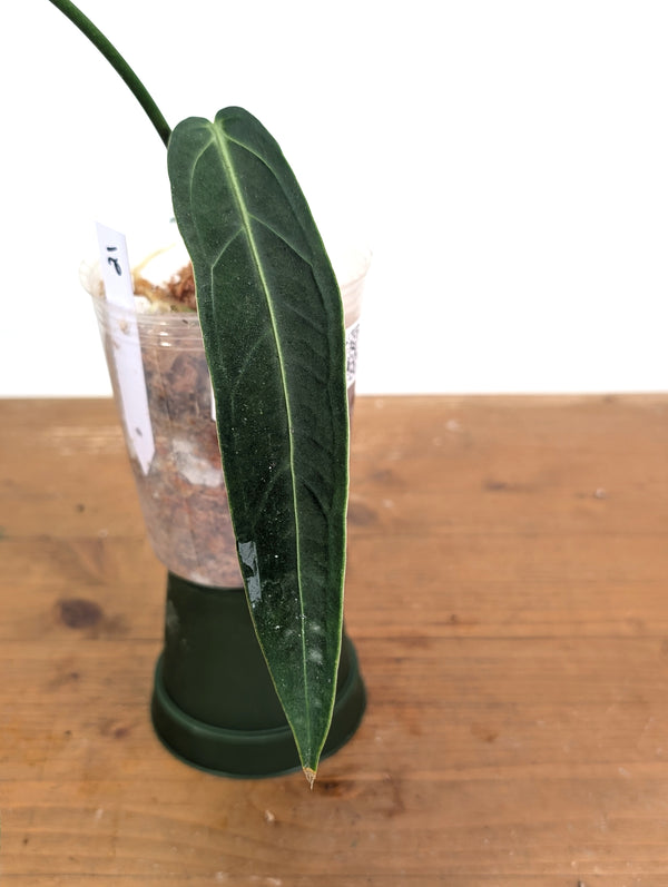Anthurium Warocqueanum 'Queen' - Exact Plant Narrow Dark 4" Pot (#26K)