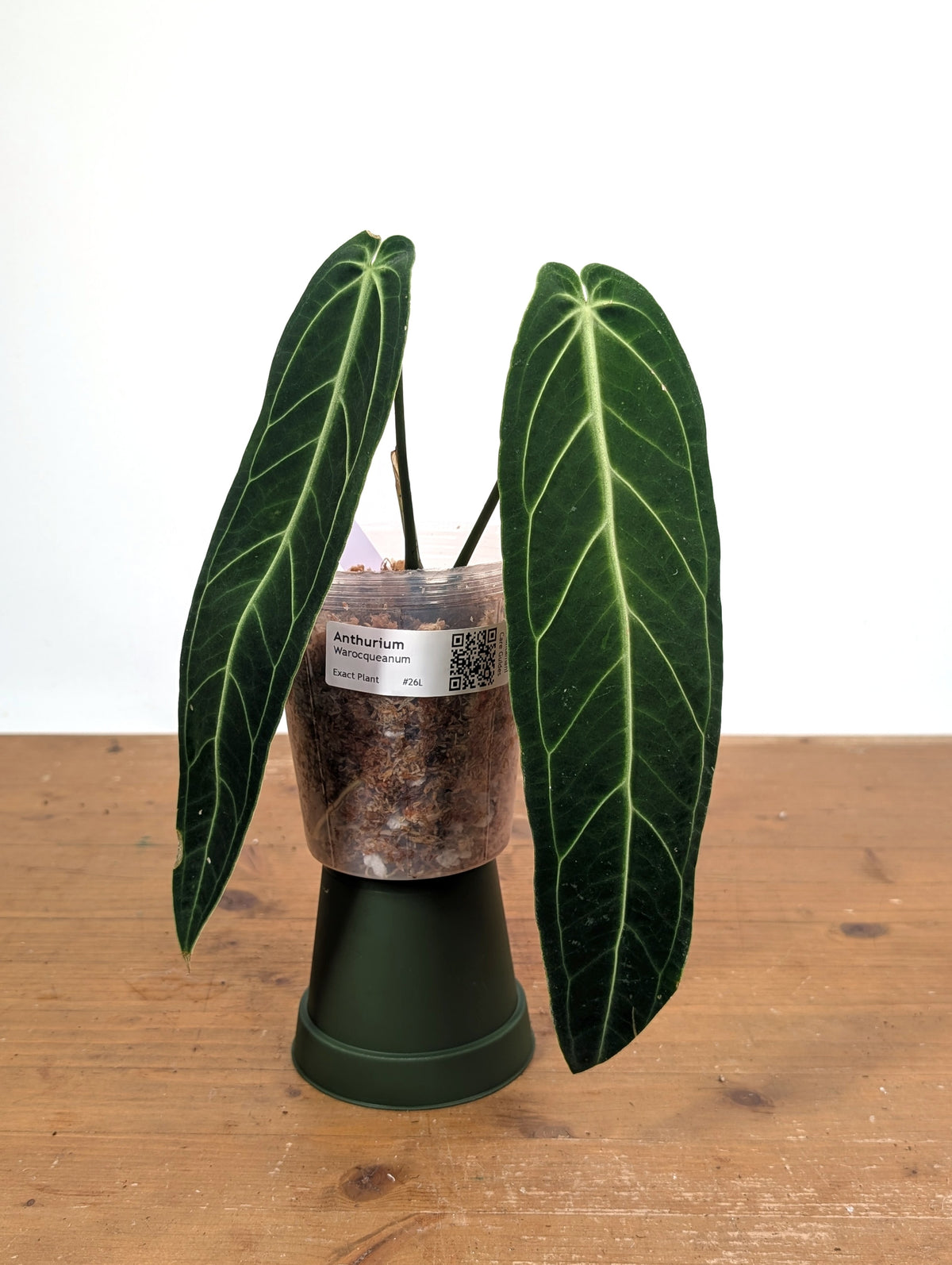 Anthurium Warocqueanum 'Queen' - Exact Plant Narrow Dark 4" Pot (#26L)