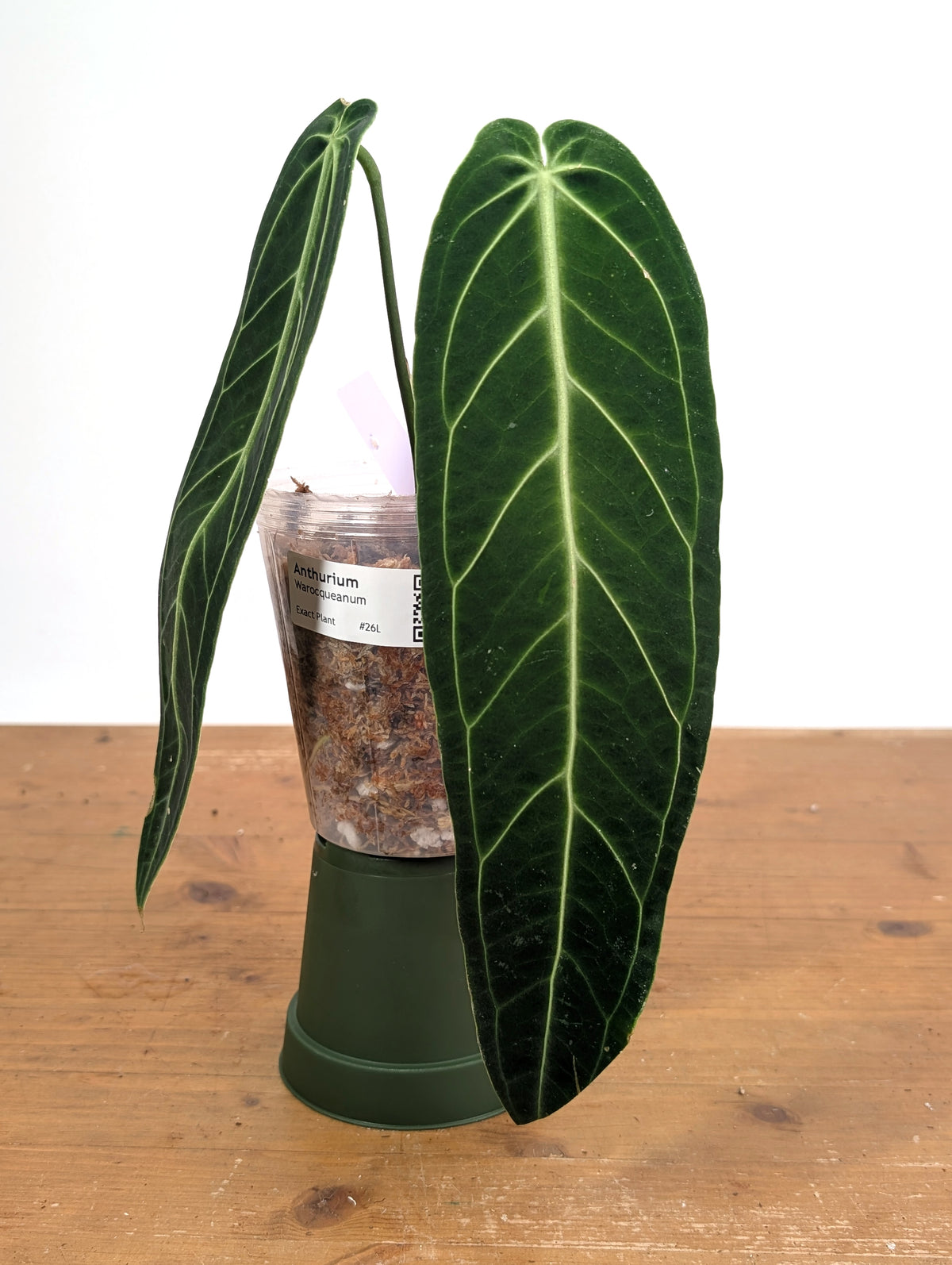 Anthurium Warocqueanum 'Queen' - Exact Plant Narrow Dark 4" Pot (#26L)