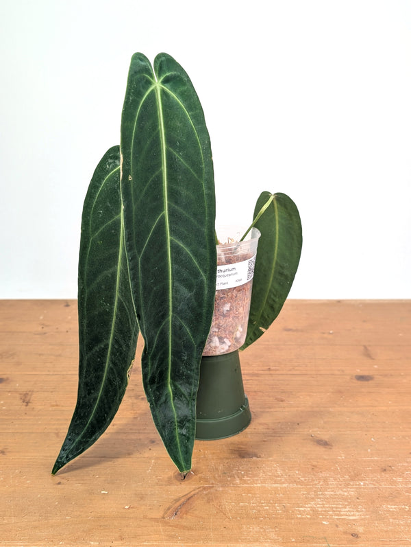 Anthurium Warocqueanum 'Queen' - Exact Plant Narrow Dark 4" Pot (#26M)