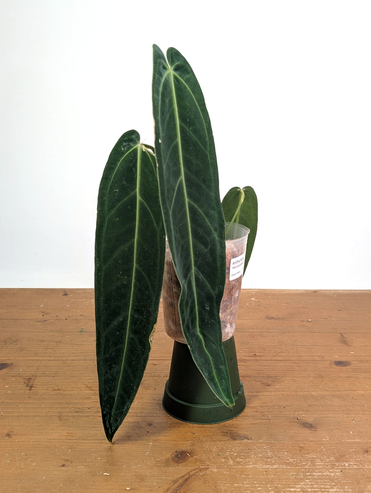 Anthurium Warocqueanum 'Queen' - Exact Plant Narrow Dark 4" Pot (#26M)