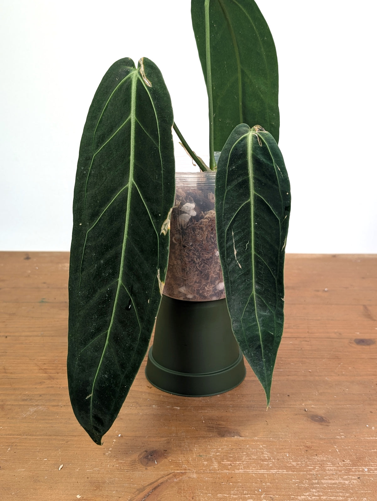 Anthurium Warocqueanum 'Queen' - Exact Plant Narrow Dark 4" Pot (#26O)