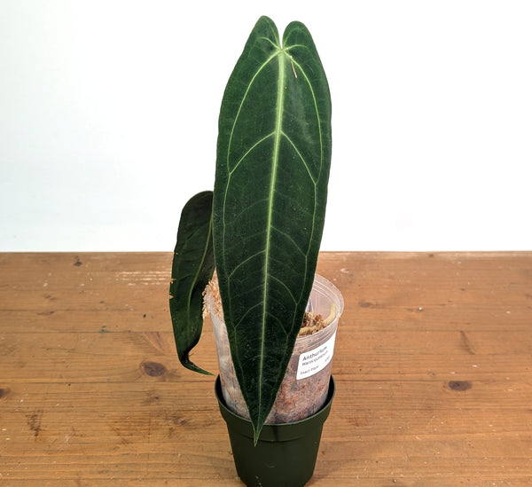 Anthurium Warocqueanum 'Queen' - Exact Plant Narrow Dark 4" Pot (#26P)