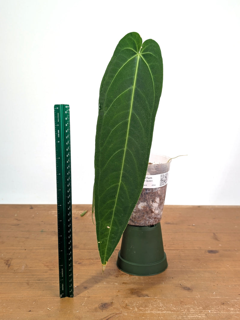 Anthurium Zamora Queen - Exact Plant XL Mature #26A