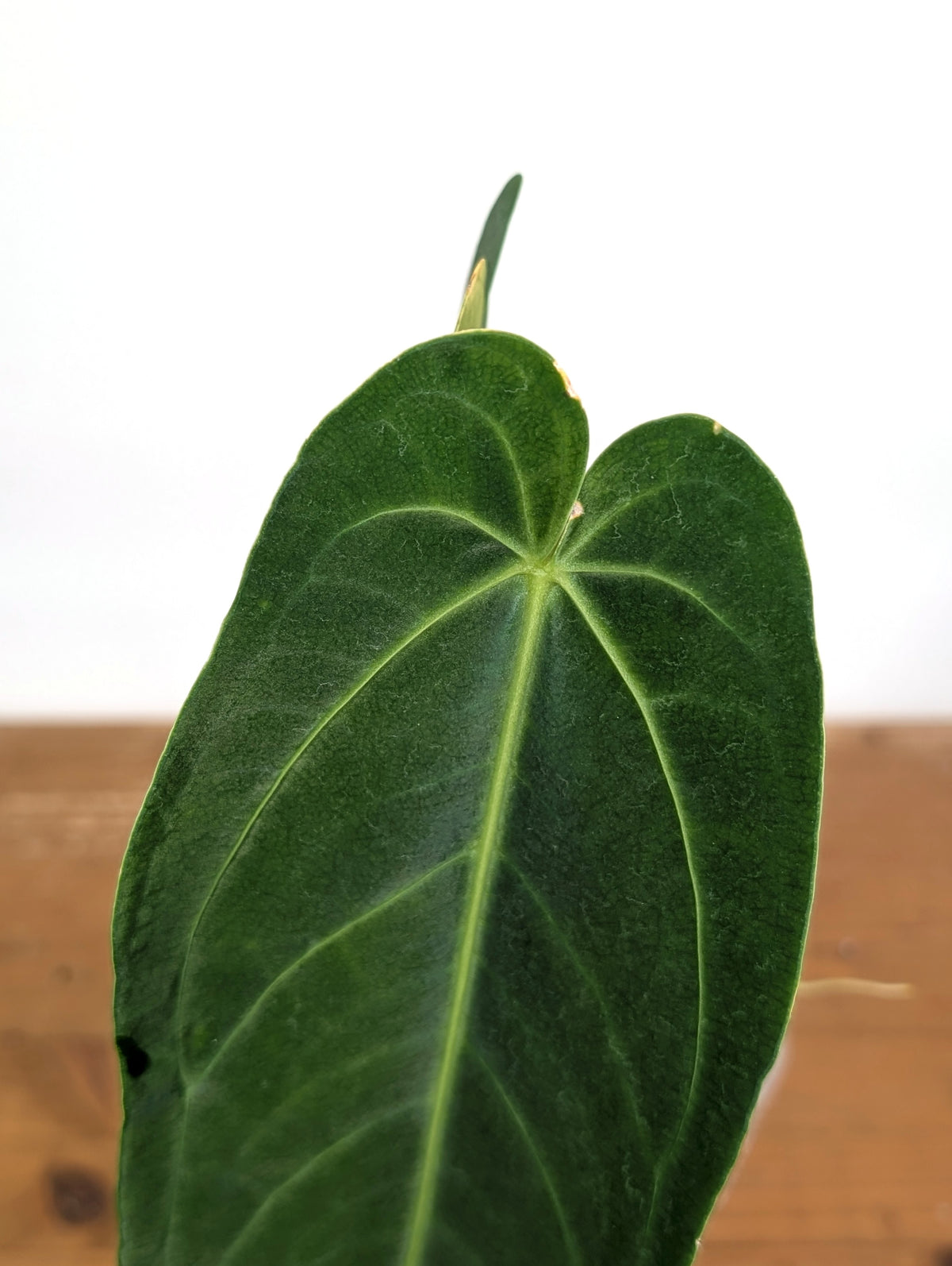 Anthurium Zamora Queen - Exact Plant XL Mature #26A