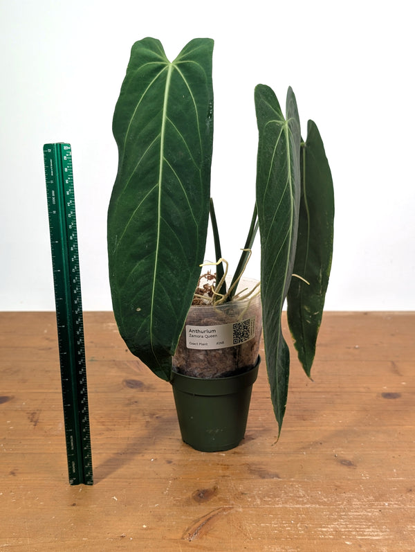 Anthurium Zamora Queen - Exact Plant XL Mature #26B