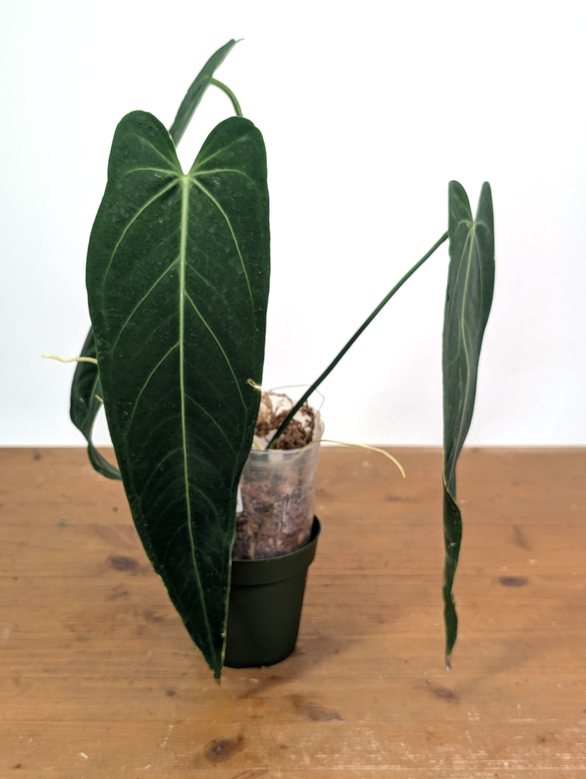 Anthurium Zamora Queen - Exact Plant XL Mature #26B