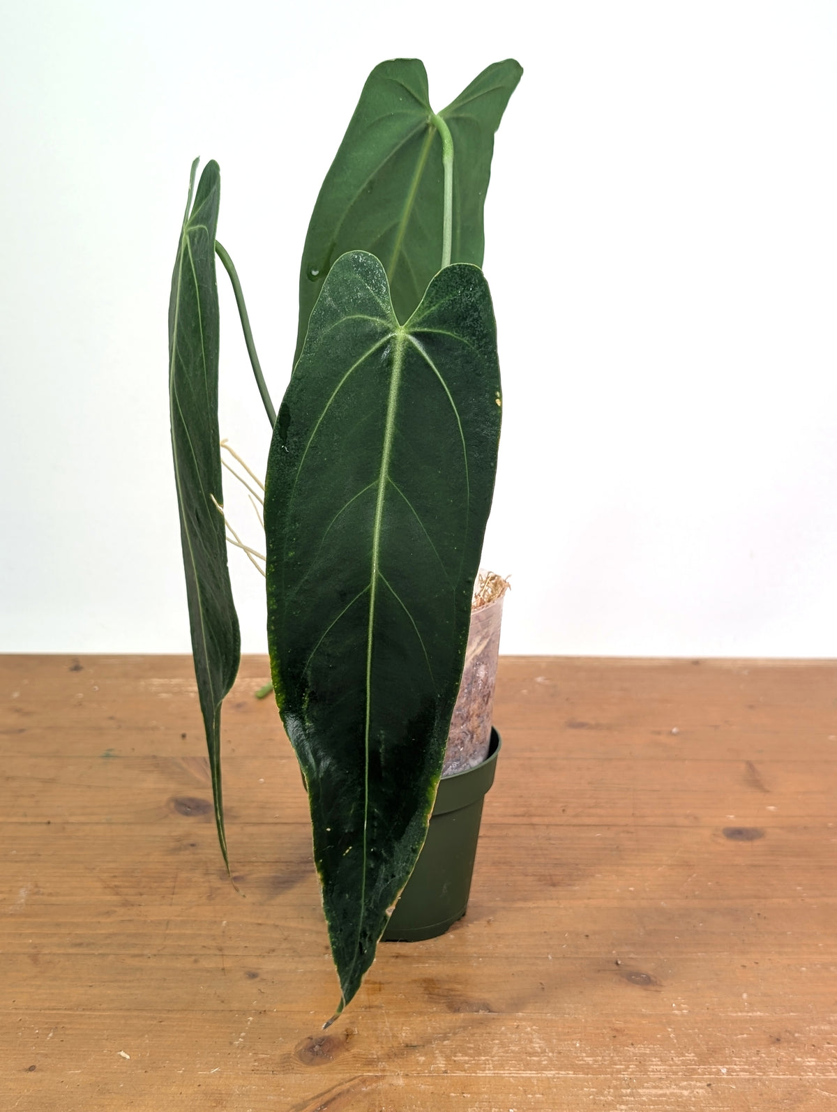 Anthurium Zamora Queen - Exact Plant XL Mature #26B