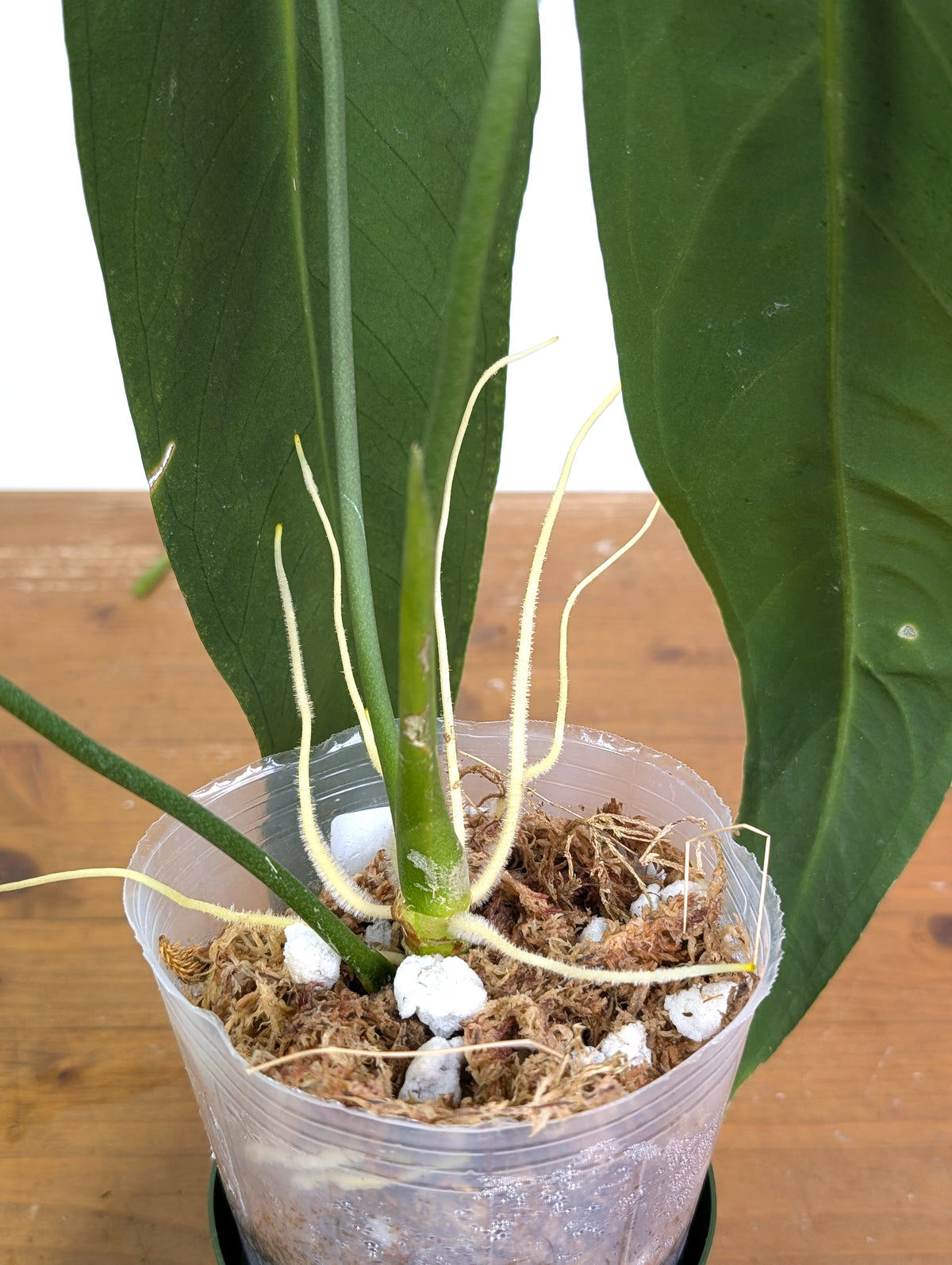 Anthurium Zamora Queen - Exact Plant XL Mature #26B