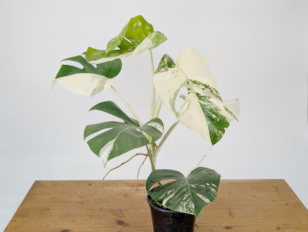 Monstera Albo Borsigniana Variegata - Exact Plant #26A - 6" Pot