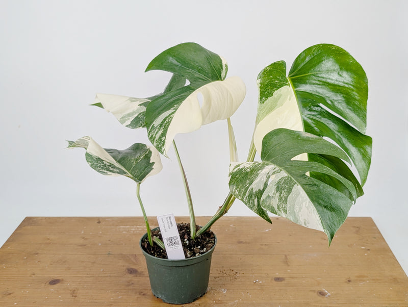 Monstera Albo Borsigniana Variegata - Exact Plant #26B - 6" Pot