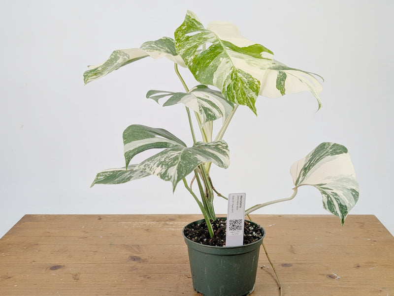 Monstera Albo Borsigniana Variegata - Exact Plant #26C - 6" Pot