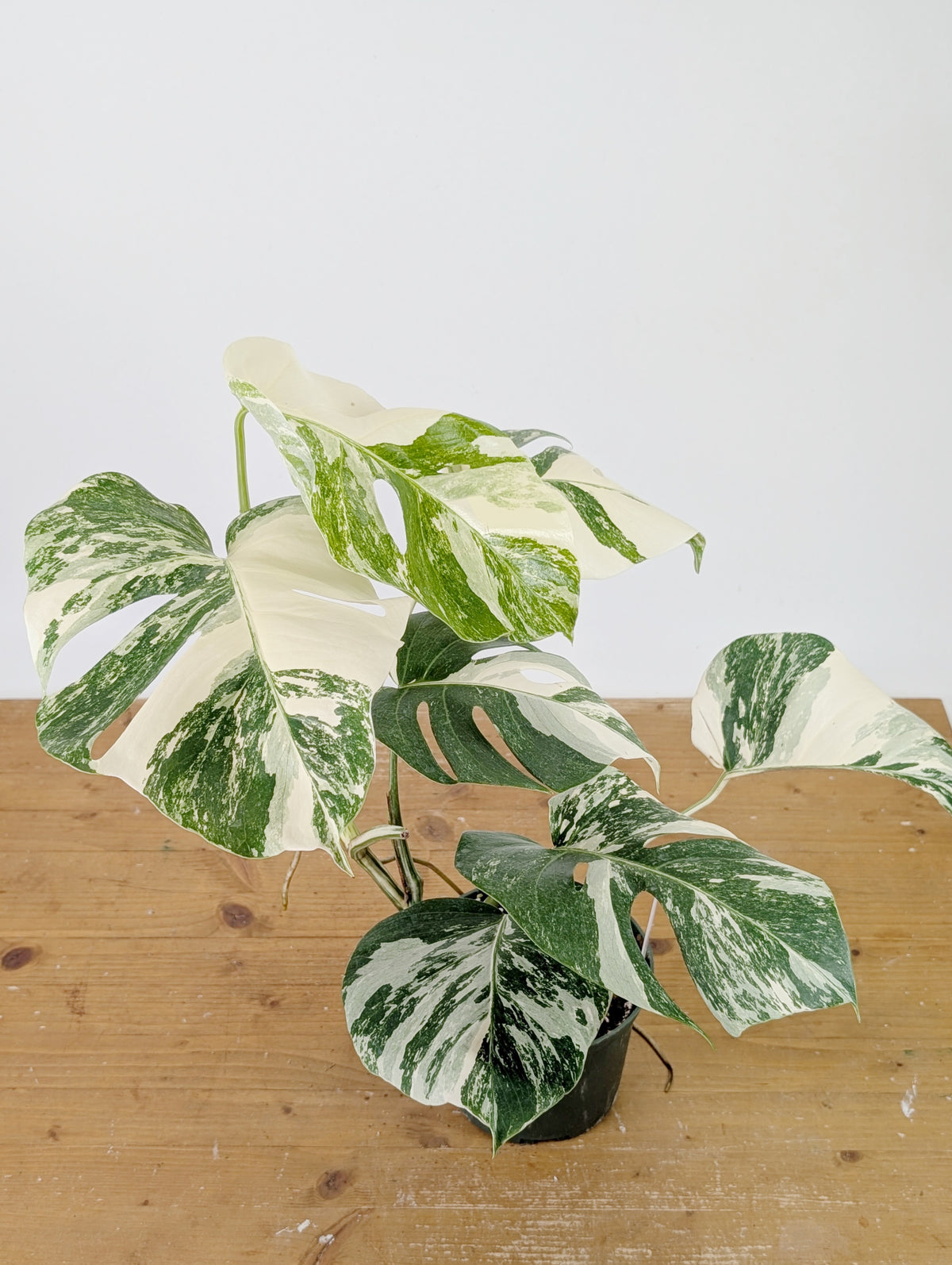 Monstera Albo Borsigniana Variegata - Exact Plant #26C - 6" Pot