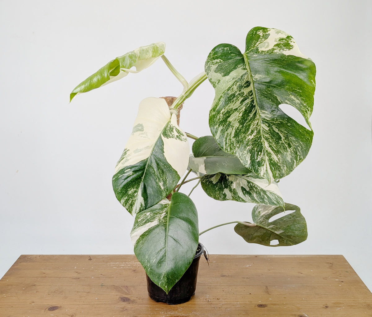 Monstera Albo Borsigniana Variegata - Exact Plant #26D - 6" Pot