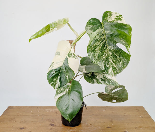 Monstera Albo Borsigniana Variegata - Exact Plant #26D - 6" Pot