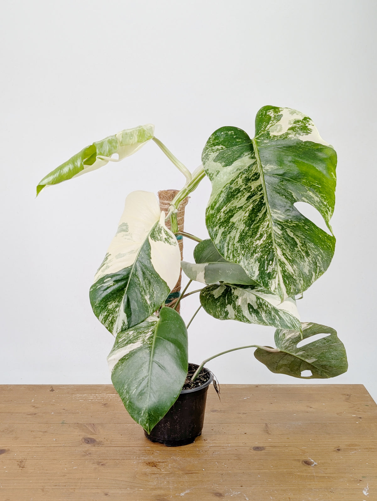 Monstera Albo Borsigniana Variegata - Exact Plant #26D - 6" Pot