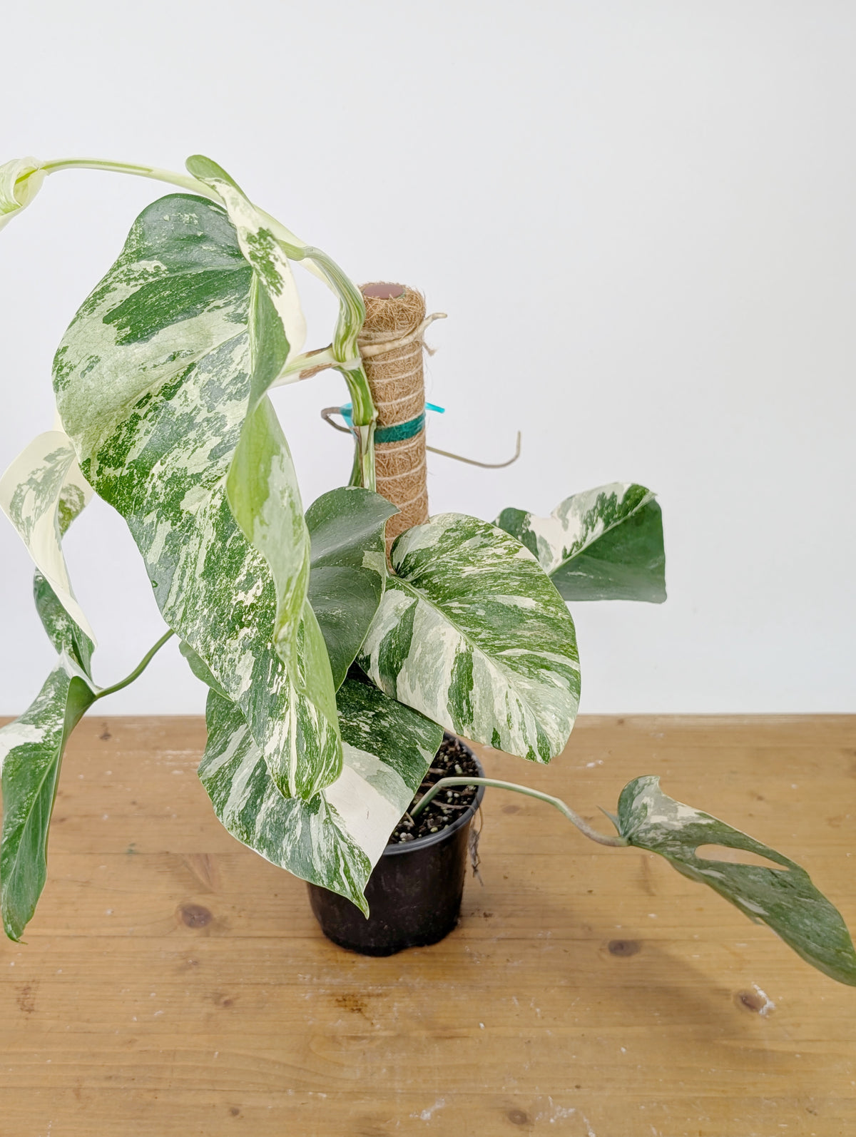 Monstera Albo Borsigniana Variegata - Exact Plant #26D - 6" Pot