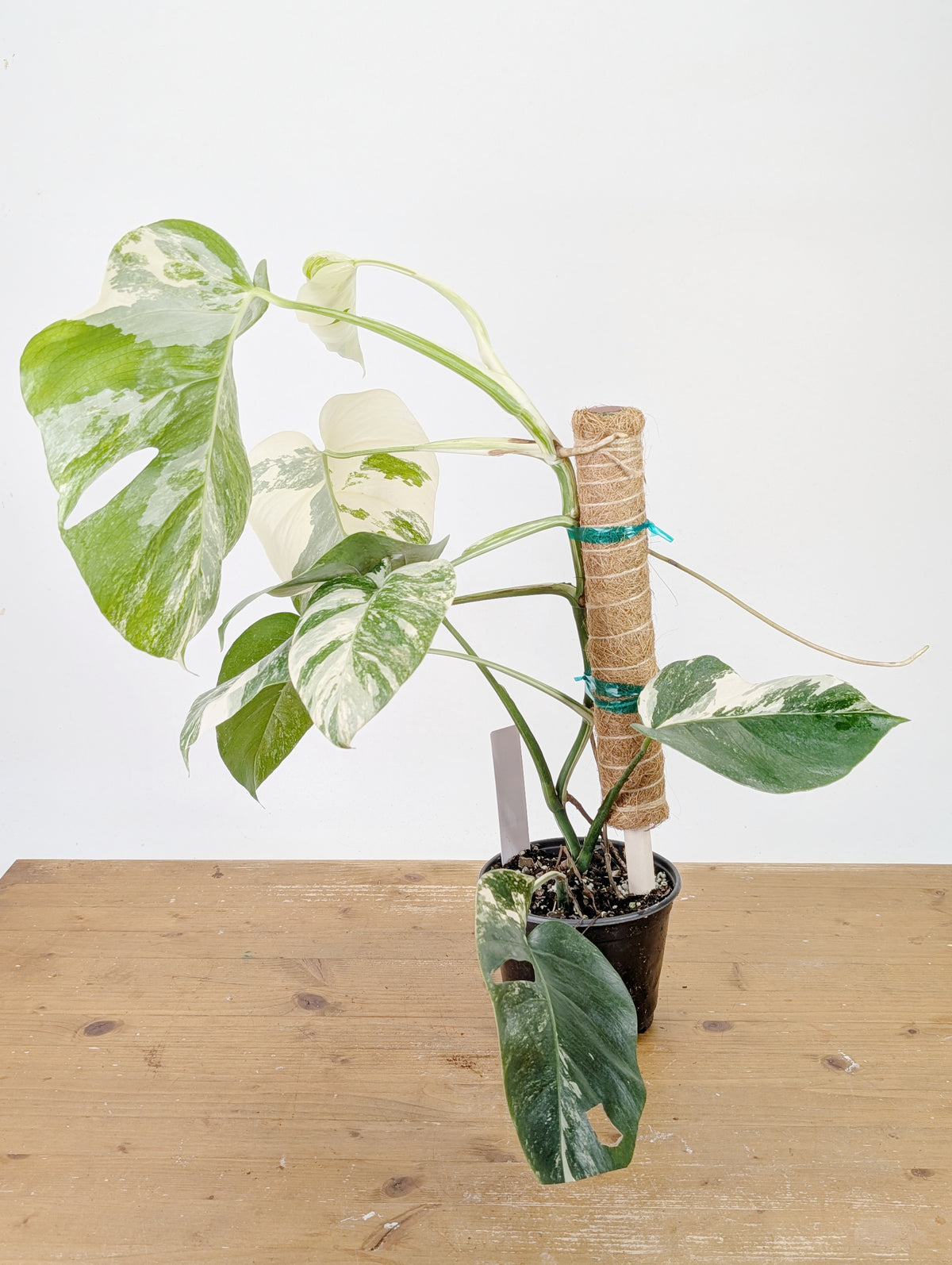 Monstera Albo Borsigniana Variegata - Exact Plant #26D - 6" Pot