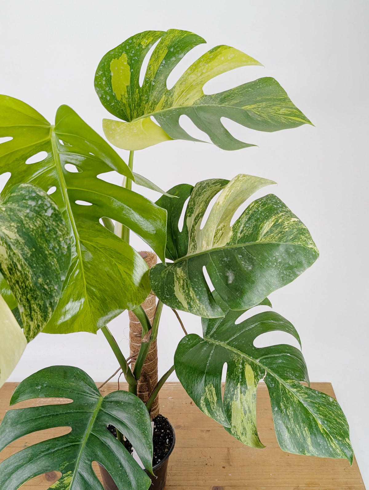 Monstera Aurea Tricolor - Approx 2ft Tall - Mature Exact Plant #26A - 6" Pot