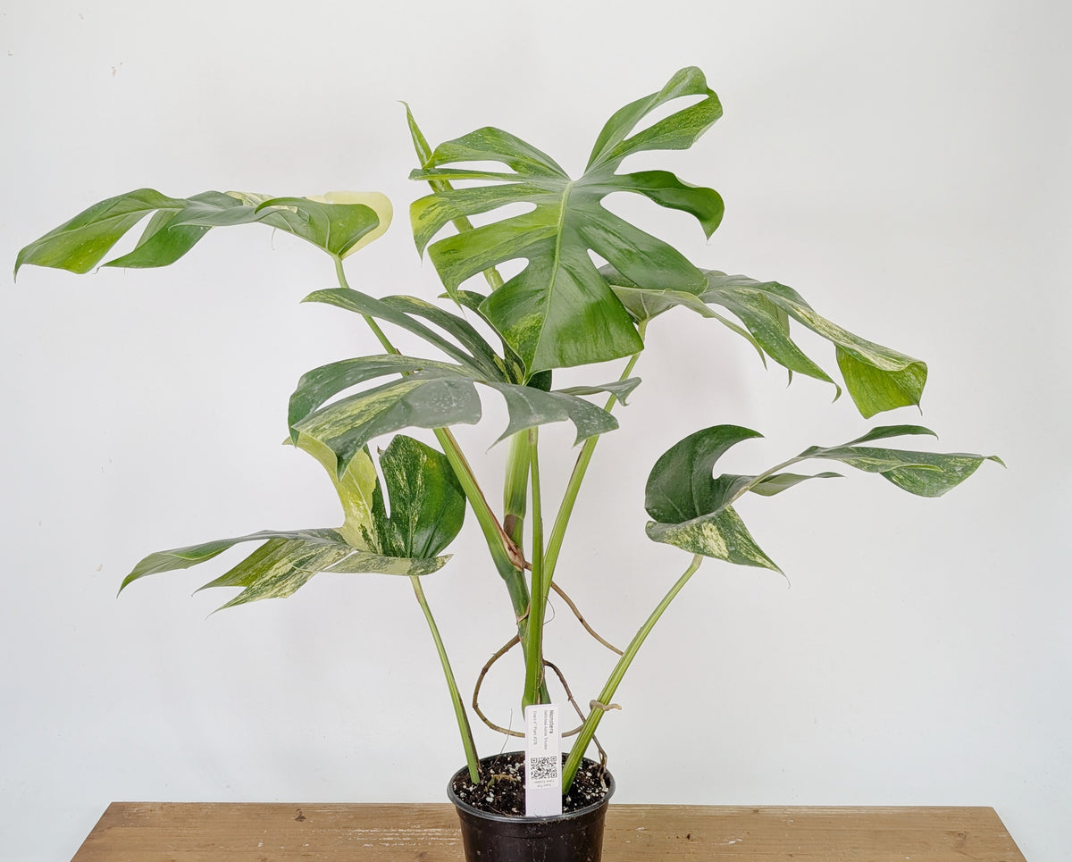 Monstera Aurea Tricolor - Approx 2ft Tall - Mature Exact Plant #26B - 6" Pot