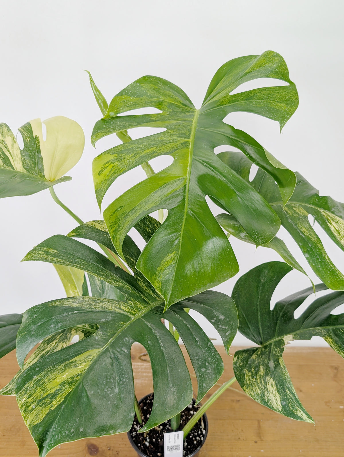 Monstera Aurea Tricolor - Approx 2ft Tall - Mature Exact Plant #26B - 6" Pot