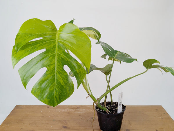 Monstera Aurea Tricolor - Approx 2ft Tall - Mature Exact Plant #26C - 6" Pot